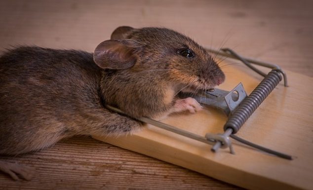 best mouse traps for home