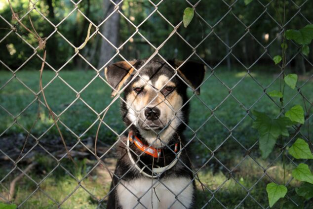 dog